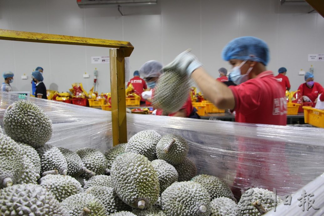 东:虽然中国经济不景气,但大马榴梿订单有增无减