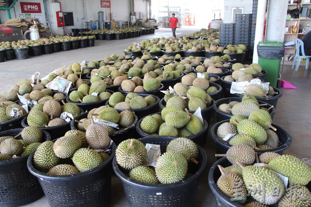 东:虽然中国经济不景气,但大马榴梿订单有增无减