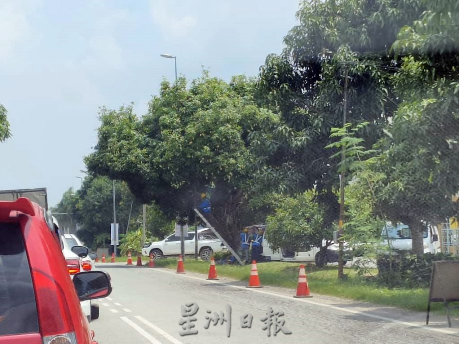 东:路边树木挡视线当局修整