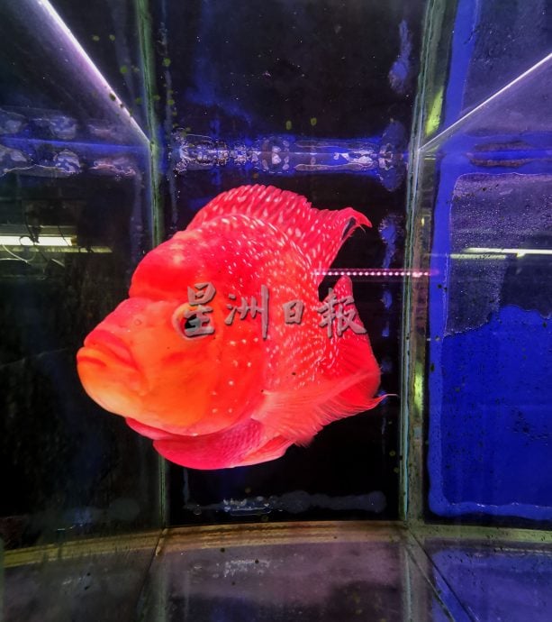 供星洲网：观赏鱼热潮不再？ 水族馆业者：整体销量下跌50%