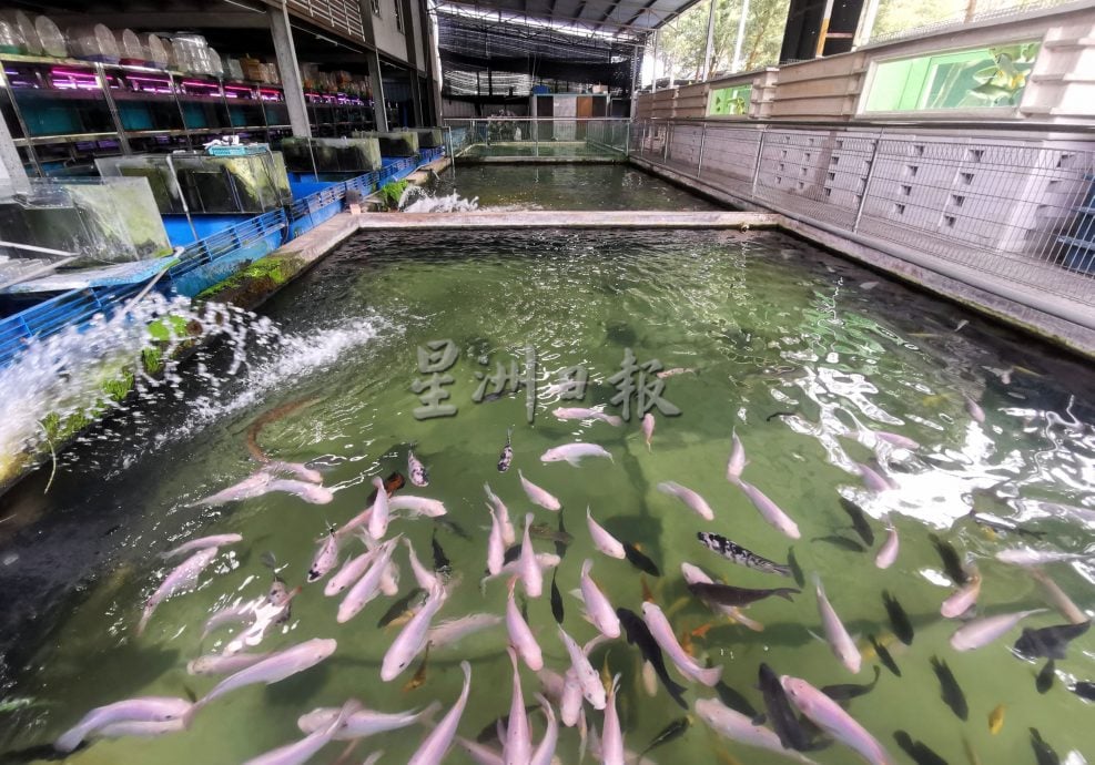 供星洲网:观赏鱼热潮不再? 水族馆业者:整体销量下跌50%