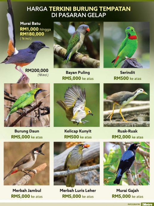 全国/30克重山喜鹊售价10至20万,比黄金还贵!