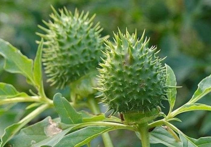 全国/体验致幻感觉 青少年食曼陀罗种子中毒