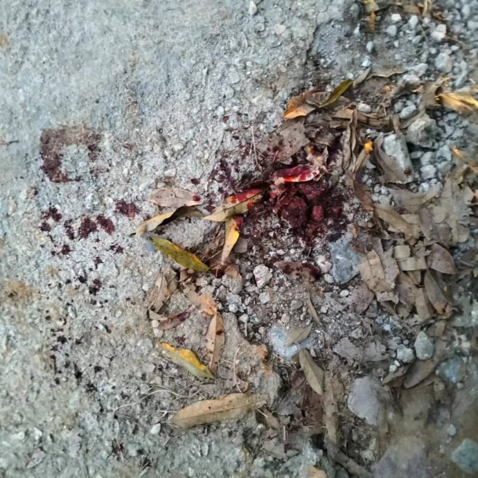 全国:12窃匪偷榴梿又砍人,芭主头破血流送院