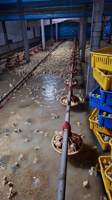 台风格美袭台酿9死2失踪877伤 农林渔牧业损失惨重