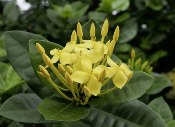 Fkwyq240707 01 Fz100252532704 001