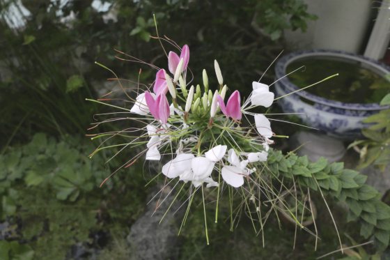 Fkwyq240707 02 Fz100252532705 001