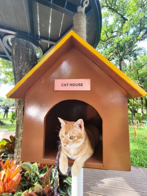大都会/封面主文/全马首座“户外休闲猫咪公园”正式开放启用！