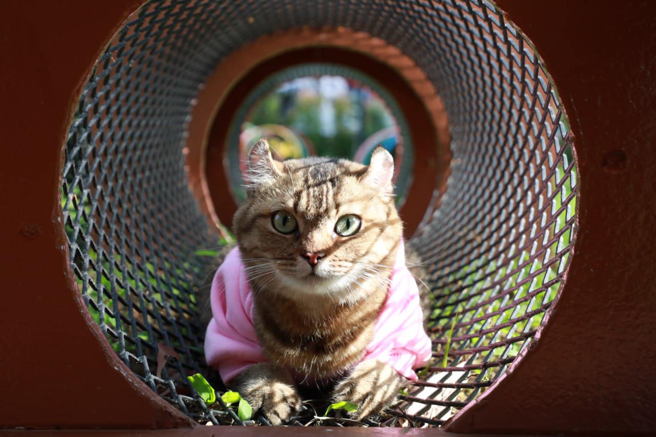 大都会/封面主文/全马首座“户外休闲猫咪公园”正式开放启用!