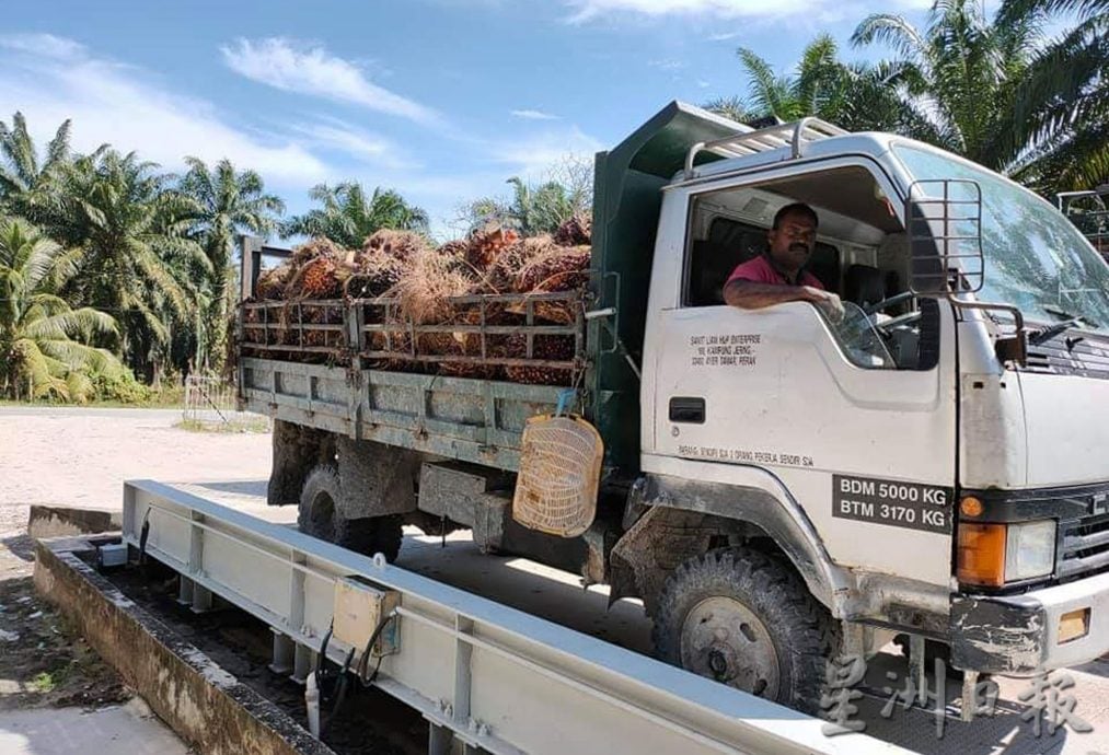大马棕油局严格执行“有执照,才能卖果”政策