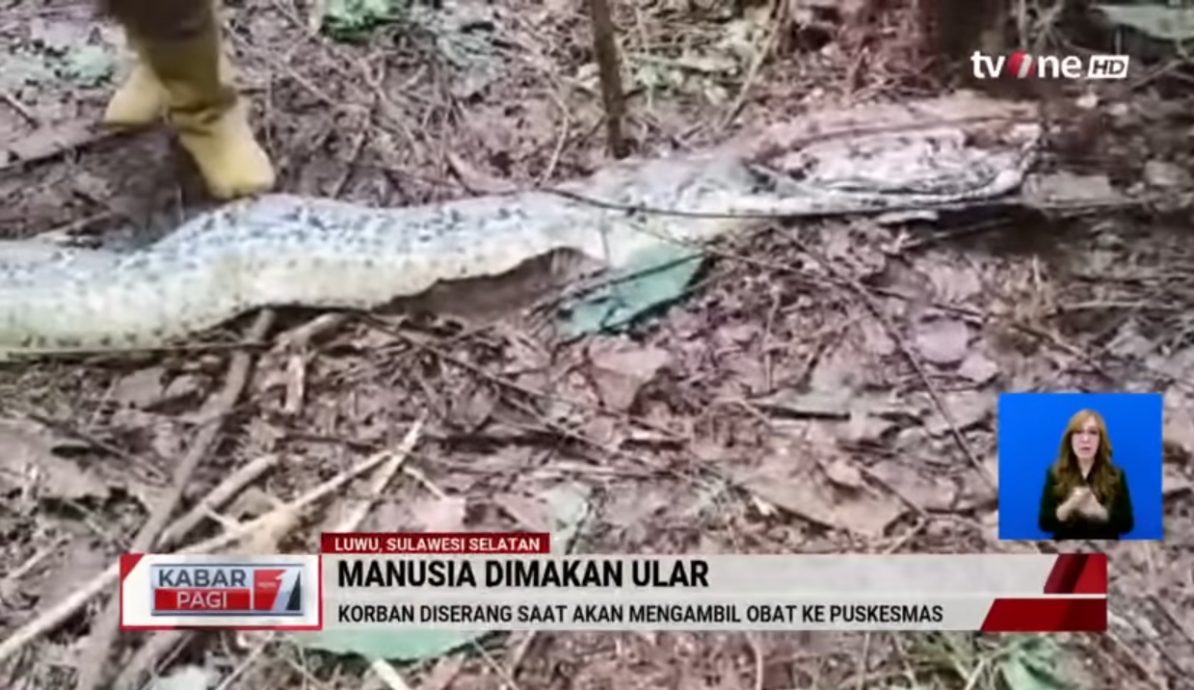 女子帮家人买药失踪 夫在巨蟒体内寻获她尸体