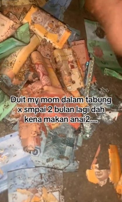 妇女铁罐装钞票被白蚁啃光 “白蚁竟专咬50、20和10令吉！”