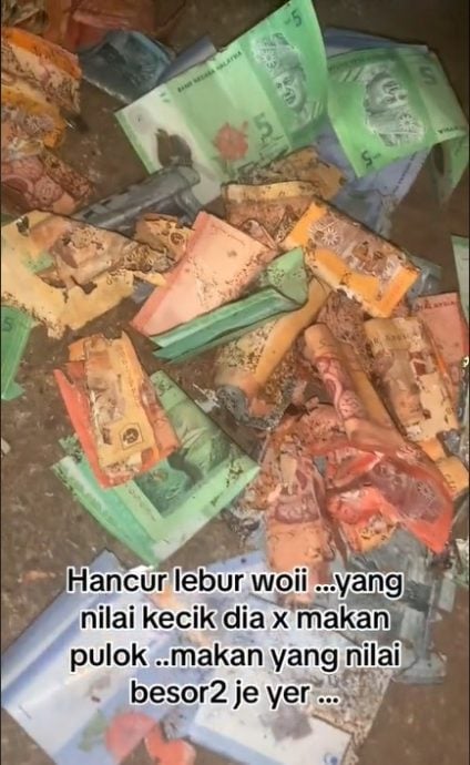 妇女铁罐装钞票被白蚁啃光 “白蚁竟专咬50、20和10令吉！”