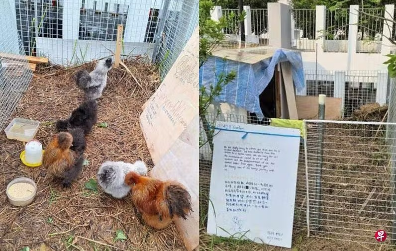 *已签发* 柔:狮城二三事:停车场顶层养鸡遭投诉 鸡舍主人走鸡息事