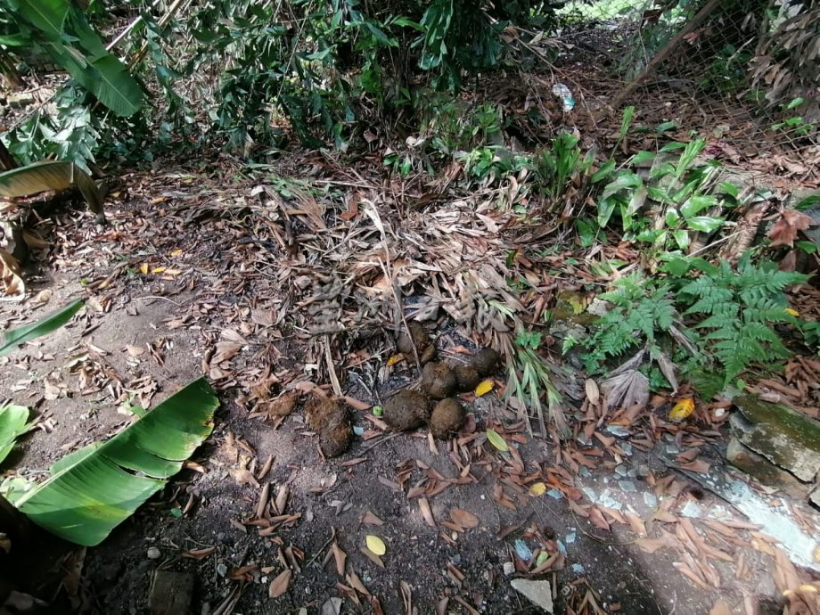 *已签发* 版头之一 柔:銮2地区野象出没行径遭网民拍下 居民受促多加小心