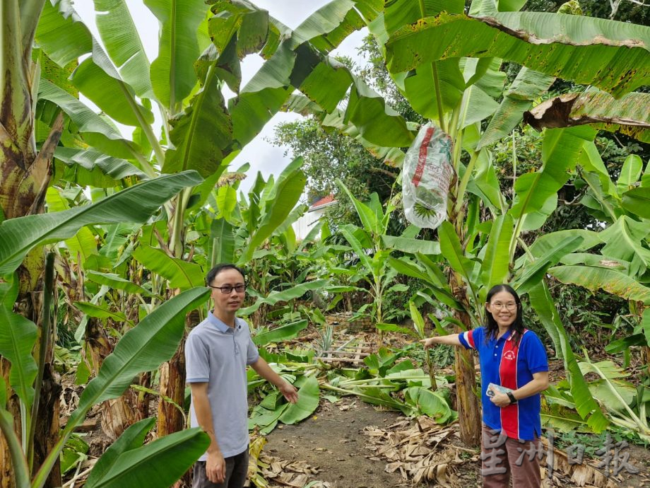 *已签发* 版头之一 柔:銮2地区野象出没行径遭网民拍下 居民受促多加小心