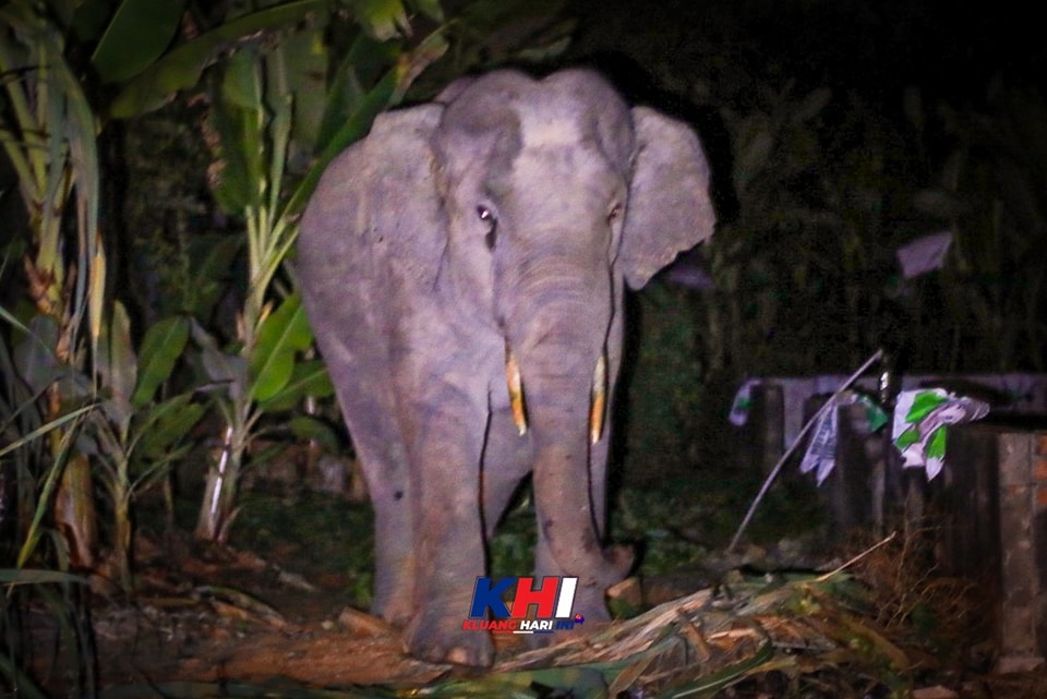 *已签发* 版头之一 柔:銮2地区野象出没行径遭网民拍下 居民受促多加小心