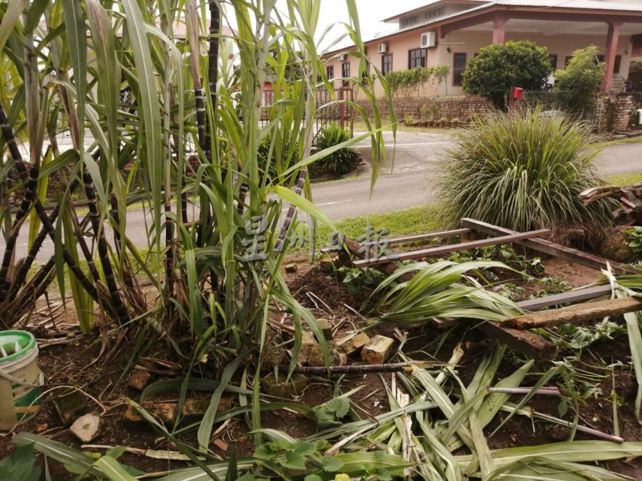 *已签发* 版头之一 柔:銮2地区野象出没行径遭网民拍下 居民受促多加小心