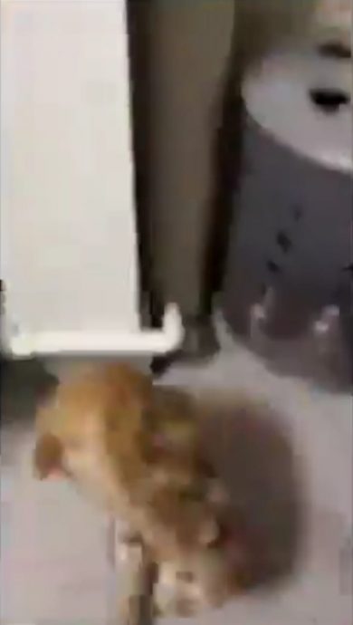 *已签发*柔:新闻:虐猫视频获关注 柔兽医局己报案并展开调查