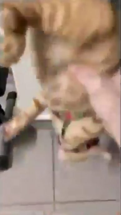 *已签发*柔:新闻:虐猫视频获关注 柔兽医局己报案并展开调查