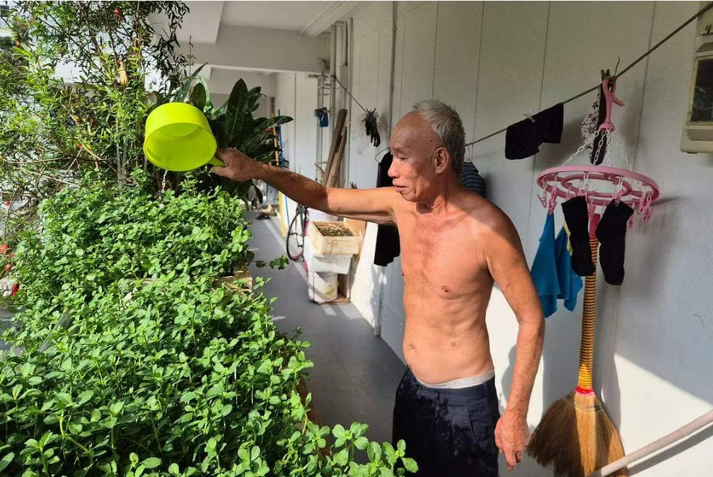 *已签发*柔:狮城二三事:阿叔被投诉种植用的“粪土”肥料太臭