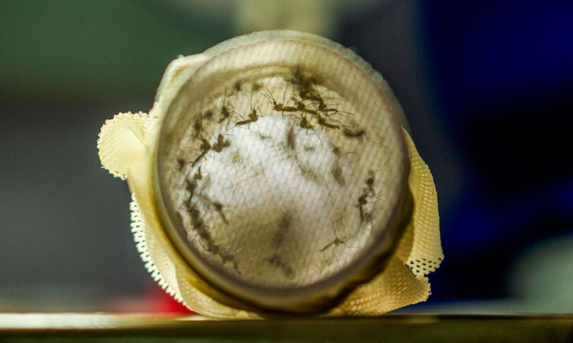 巴西南部城市抗登革热 开始用沃尔巴克氏菌