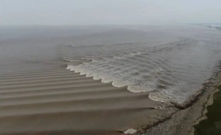 拼盘∕ 钱塘江惊现罕见的“蝴蝶潮” 空中俯瞰如蝴蝶翩翩起舞