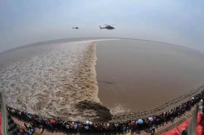 拼盘∕ 钱塘江惊现罕见的“蝴蝶潮” 空中俯瞰如蝴蝶翩翩起舞