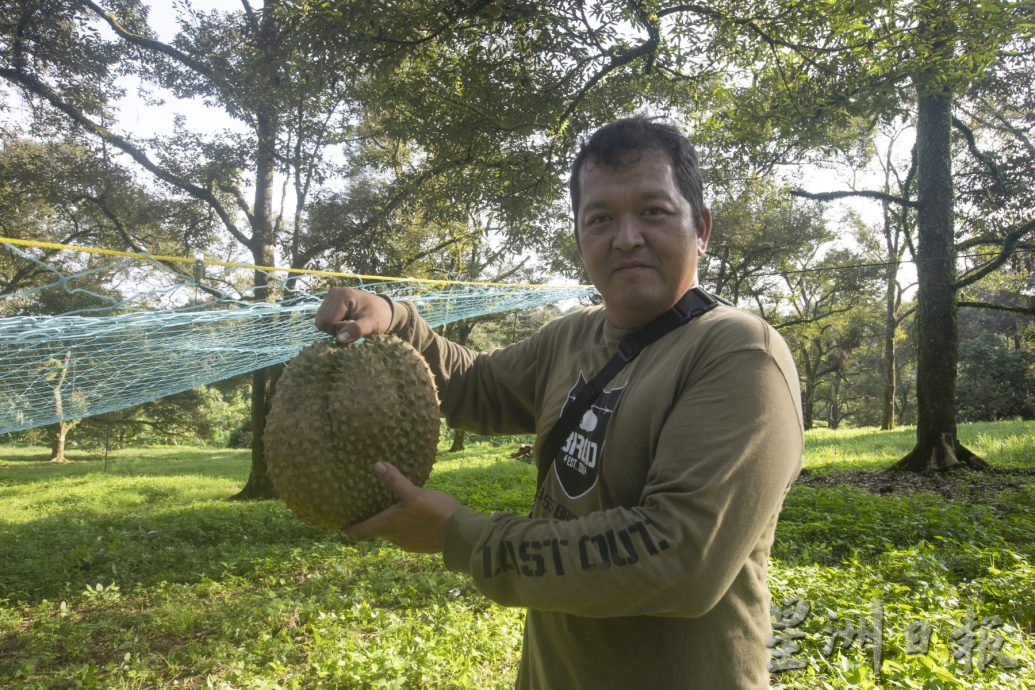 星角摄/图说大马:忙著采摘榴梿的季节