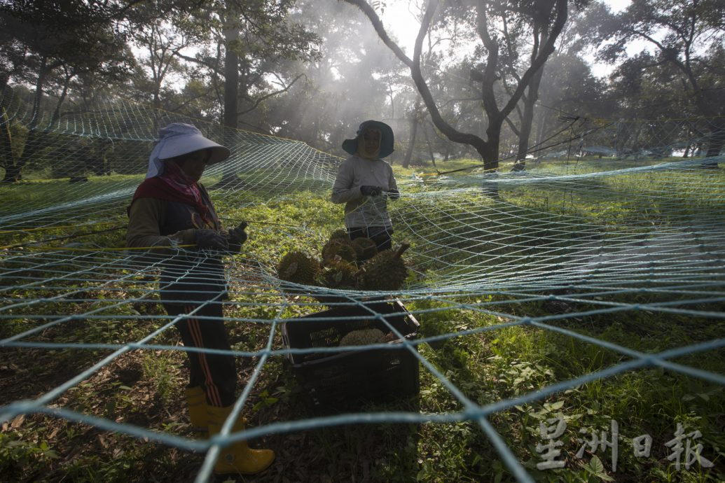 星角摄/图说大马:忙著采摘榴梿的季节