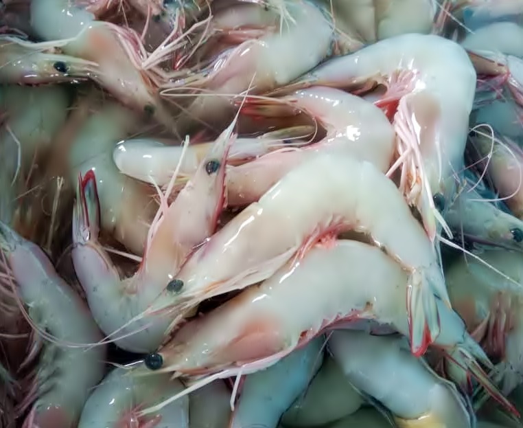 槟至雪水域大量涌现 大明虾空前大丰收