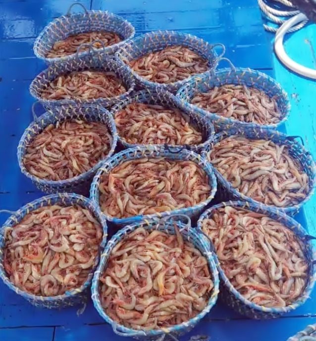 槟至雪水域大量涌现 大明虾空前大丰收