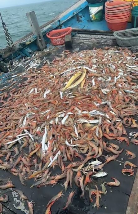 槟至雪水域大量涌现 大明虾空前大丰收