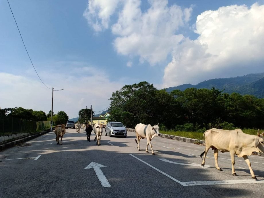 牛只游荡引发卫生问题 州议员:召金宝牛主对话