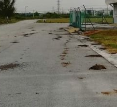 牛只游荡引发卫生问题 州议员:召金宝牛主对话