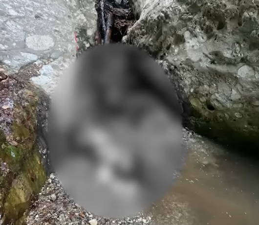 男友面前被野熊拖走　女子遭扔下悬崖活活摔死