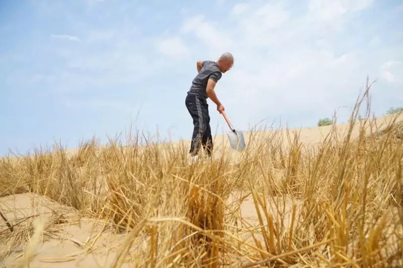 男子违法砍树被判荒漠种树 网友赞法院干得漂亮