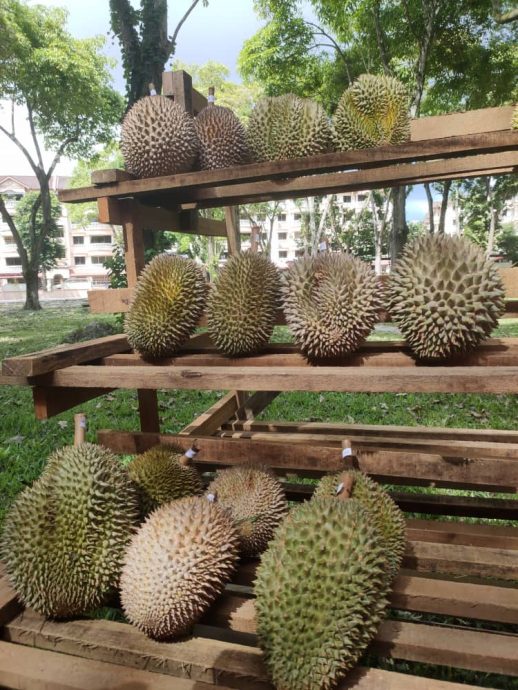 第2版主文(大北马)新港山榴梿比赛及榴梿嘉年华