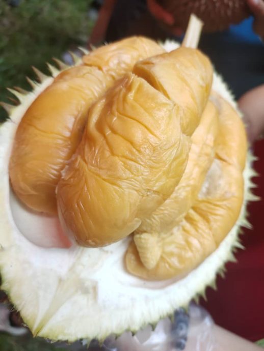 第2版主文(大北马)新港山榴梿比赛及榴梿嘉年华