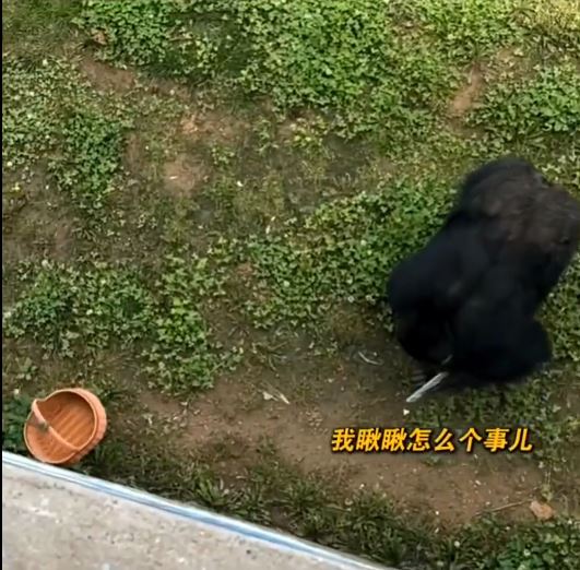 视频 | 山东醒目大猩猩帮游客执手机 网民:聪明又绅士