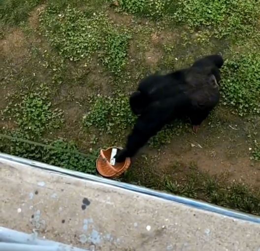 视频 | 山东醒目大猩猩帮游客执手机 网民:聪明又绅士