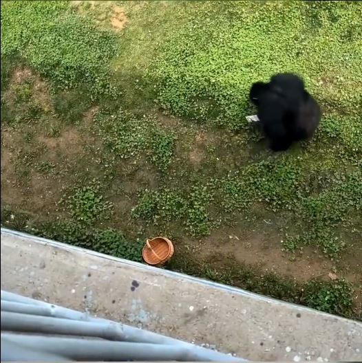 视频 | 山东醒目大猩猩帮游客执手机 网民:聪明又绅士