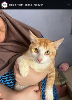 视频|放任猫咪高楼窗外曝晒 网轰饲主“残忍无良”！