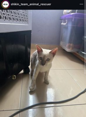 视频|放任猫咪高楼窗外曝晒 网轰饲主“残忍无良”！