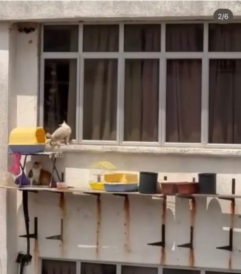 视频|放任猫咪高楼窗外曝晒 网轰饲主“残忍无良”！