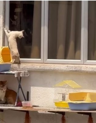 视频|放任猫咪高楼窗外曝晒 网轰饲主“残忍无良”！