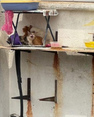 视频|放任猫咪高楼窗外曝晒 网轰饲主“残忍无良”！