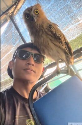 视频|男子与猫头鹰建立特殊情谊 “一喊莫娜它就飞来了!”