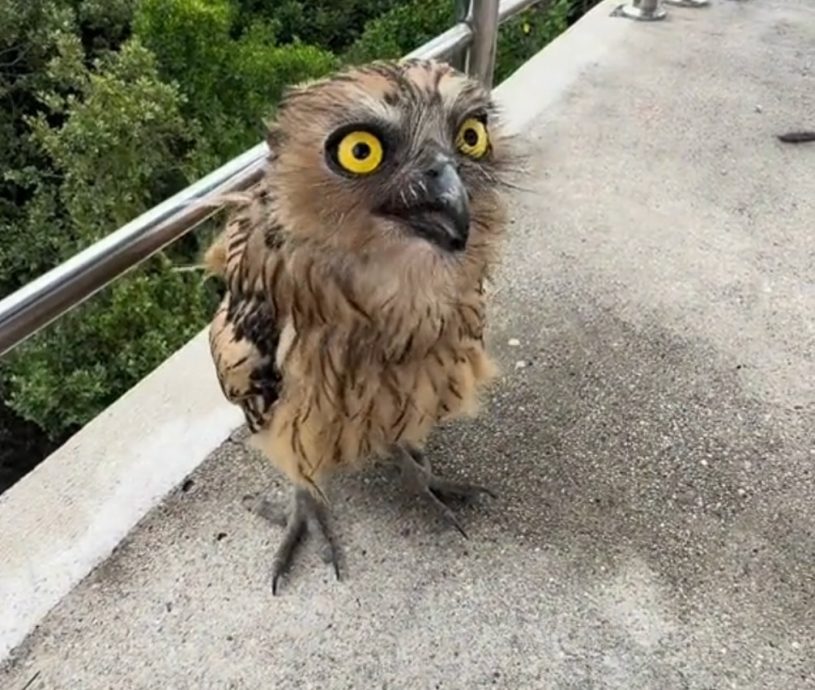 视频|男子与猫头鹰建立特殊情谊 “一喊莫娜它就飞来了!”