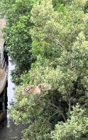 视频|男子与猫头鹰建立特殊情谊 “一喊莫娜它就飞来了!”